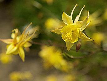 赵喜娜成龙新作《狂怒沙暴》预告 年末上映
